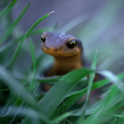 climate change could cause cold blooded animals thermal tigtag climate change could cause cold blooded animals thermal tigtag