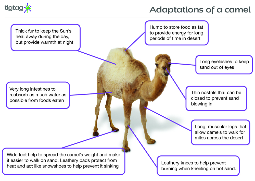 Camel Adaptations