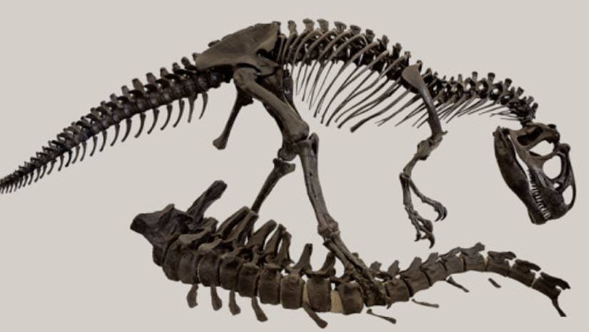 Allosaurus