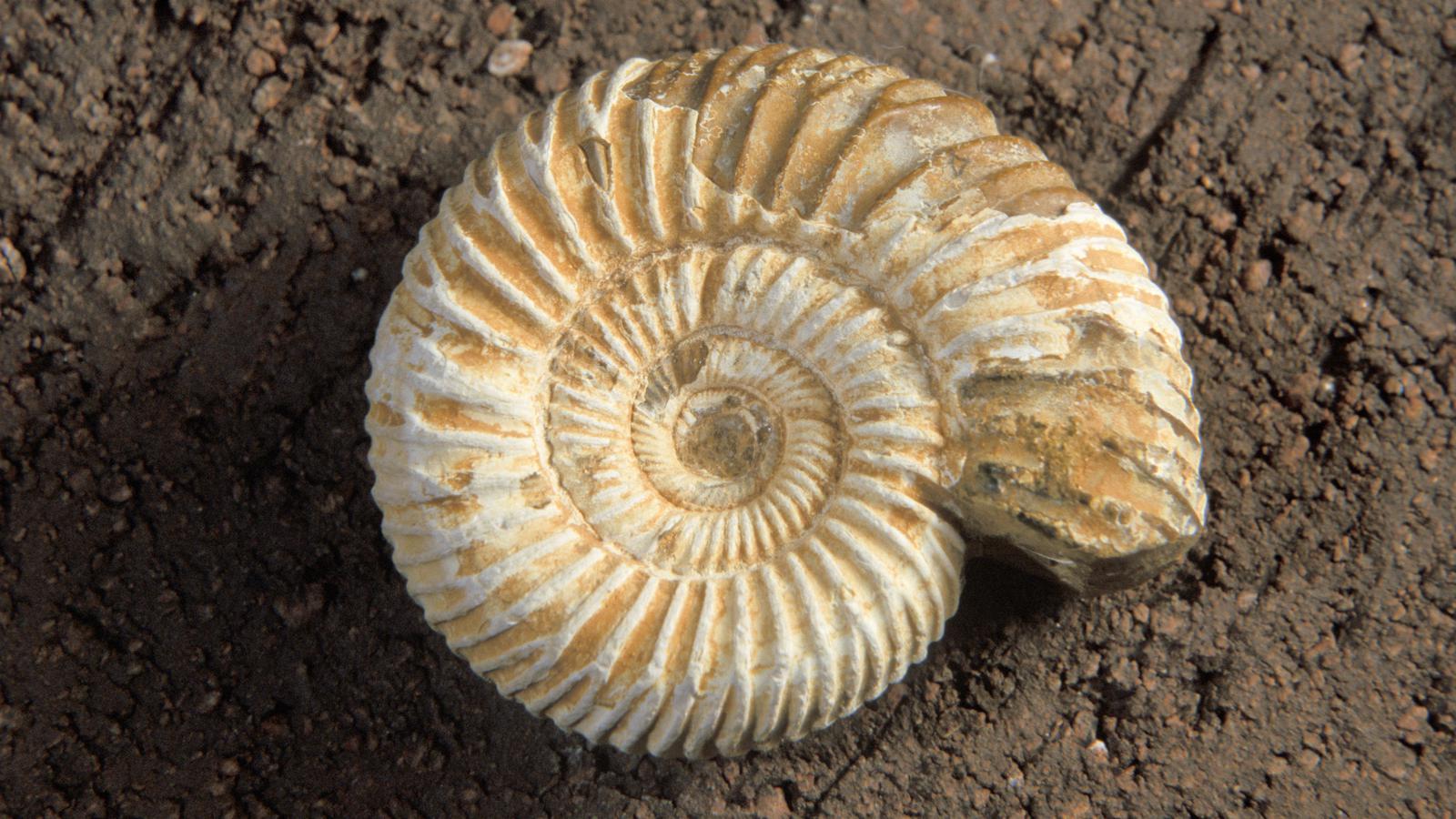 Ancient Fossils Set Di Figure Di Dinosauri E Fossili, Dipinti A Mano, Giocattolo Educativo E Decorativo, Atossico, Per Bambini E Collezionisti